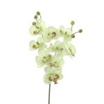 PHALENOPSIS X2 COR:VERDE