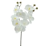 PHALENOPSIS X2 COR:BRANCO