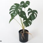MACETA MONSTERA C/ RAICES-44 CM