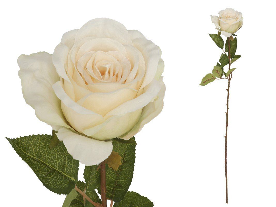 8445393026114 PE DE ROSA X 77 CM (CREME) - Image 1