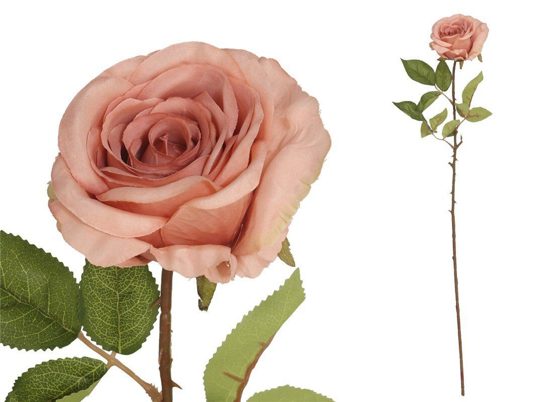 8445393026152 PE DE ROSA X 77 CM (CORAL) - Image 1