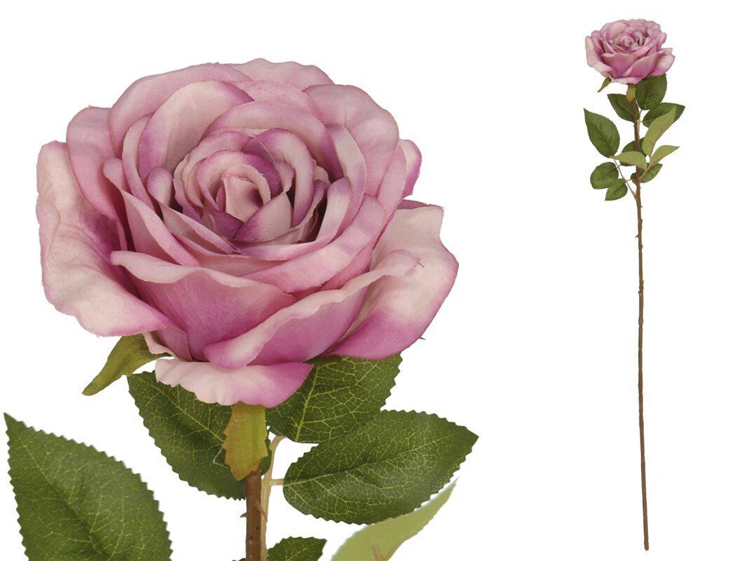 8445393026169 PE DE ROSA X 77 CM (LILAS) - Image 1