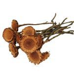 PROTEA SECA MOLHO C/13UNID NATURAL