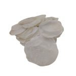 MEDALHA DE CAPIZ SHELL 8/12CM 500GR