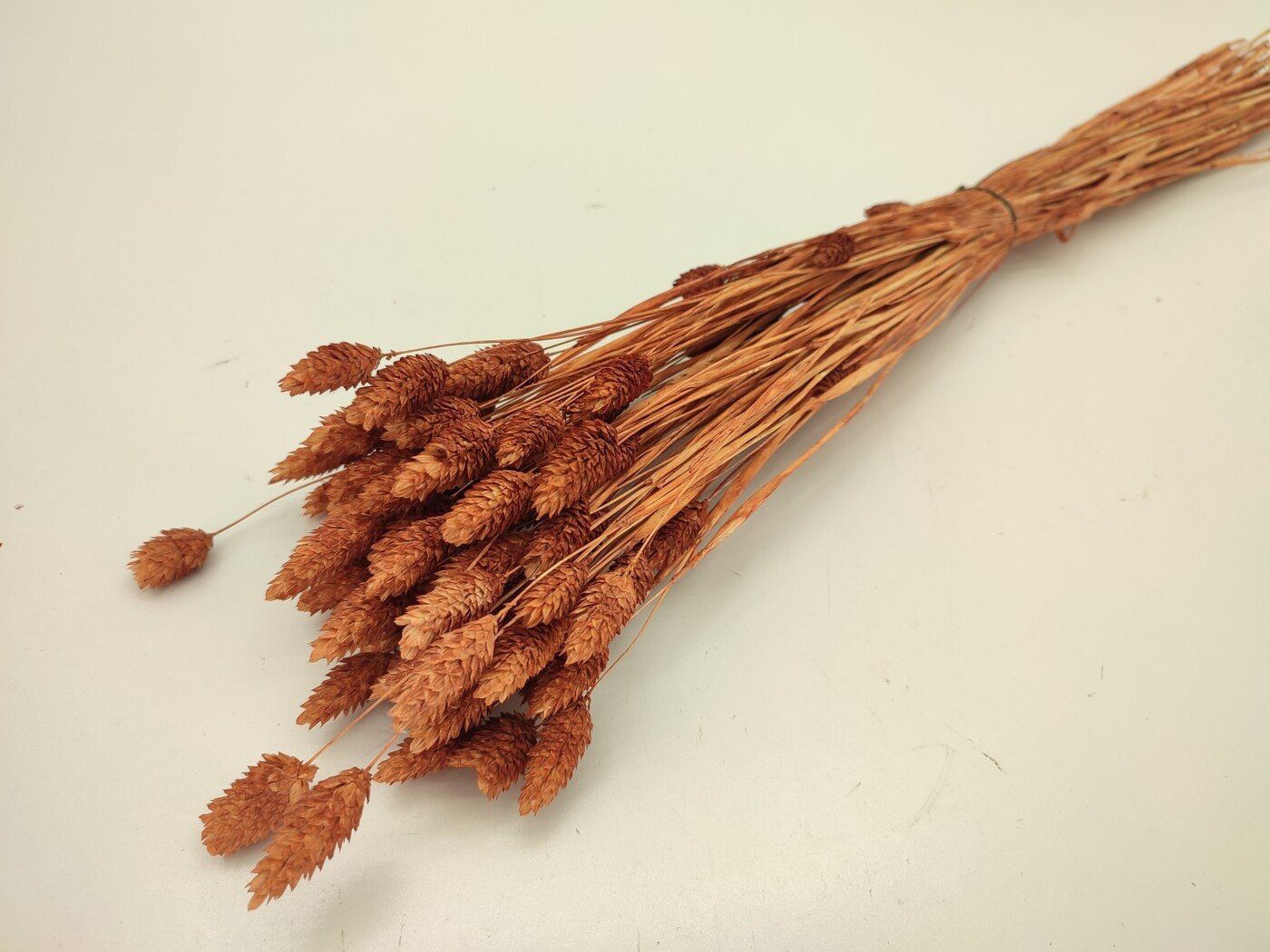 7458-5 terra PHALARIS 60/70CM MOLHO C/100GR. COR:TERRA - Image 1
