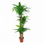 PLANTA ARTIFICIAL "DIEFFENCHIA" 1.55MT