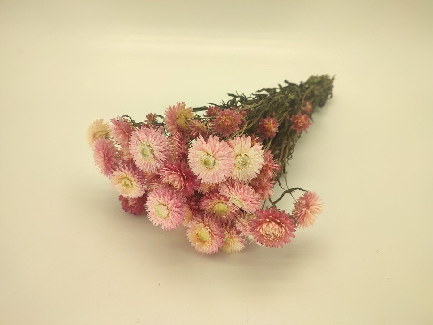 00222.000.0 HELICHRYSUM NATURAL COR:ROSA - Image 1