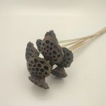 LOTUS MOLHO C/10UNID NATURAL