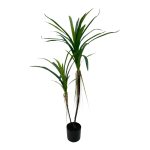 PLANTA YUCCA 1.20MTS