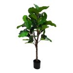 PLANTA FICUS LYRATA 130MT