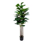PLANTA FICUS LYRATA 160MT