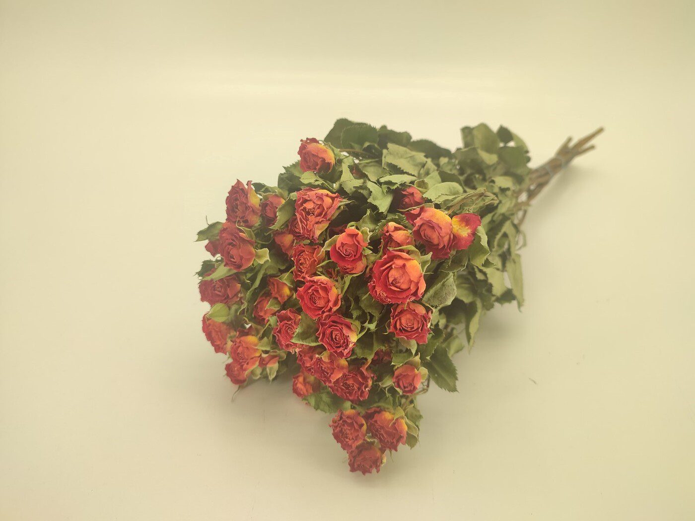 01598.000.0 ROSAS STªTEREZINHA MOLHO COR:LARANJA - Image 1