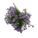 MOLHO ESTRELA "ROSA" 25CM