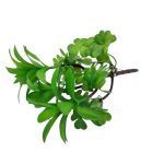 SUCULENTOS ARTIFICIAIS 23CM