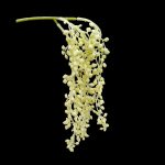 AMARANTHUS BRANCO 30CM