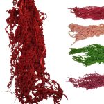 AMARANTHUS PRESERVADOS