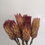 PROTEA OBTUSIFOLIA 8UNID