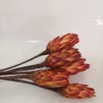 PROTEA PRESERVADA 6UNID COR:VERMELHO