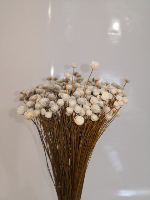 8053470937309 BOTAO FLOR 45/55CM 120GR COR:NATURAL - Image 1