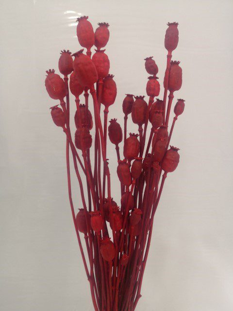 8053470938214 PAPOILA MOLHO C/120GR COR:VERMELHO - Image 1