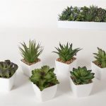 VASO PLASTICO C/SUCULENTA 15CM