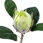 ARTIFICIAL-PROTEA COR:VERDE