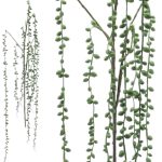 ARTIFICIAL- SENECIO COR:VERDE