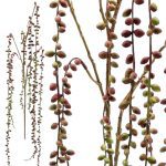 ARTIFICIAL- SENECIO COR:CASTANHO
