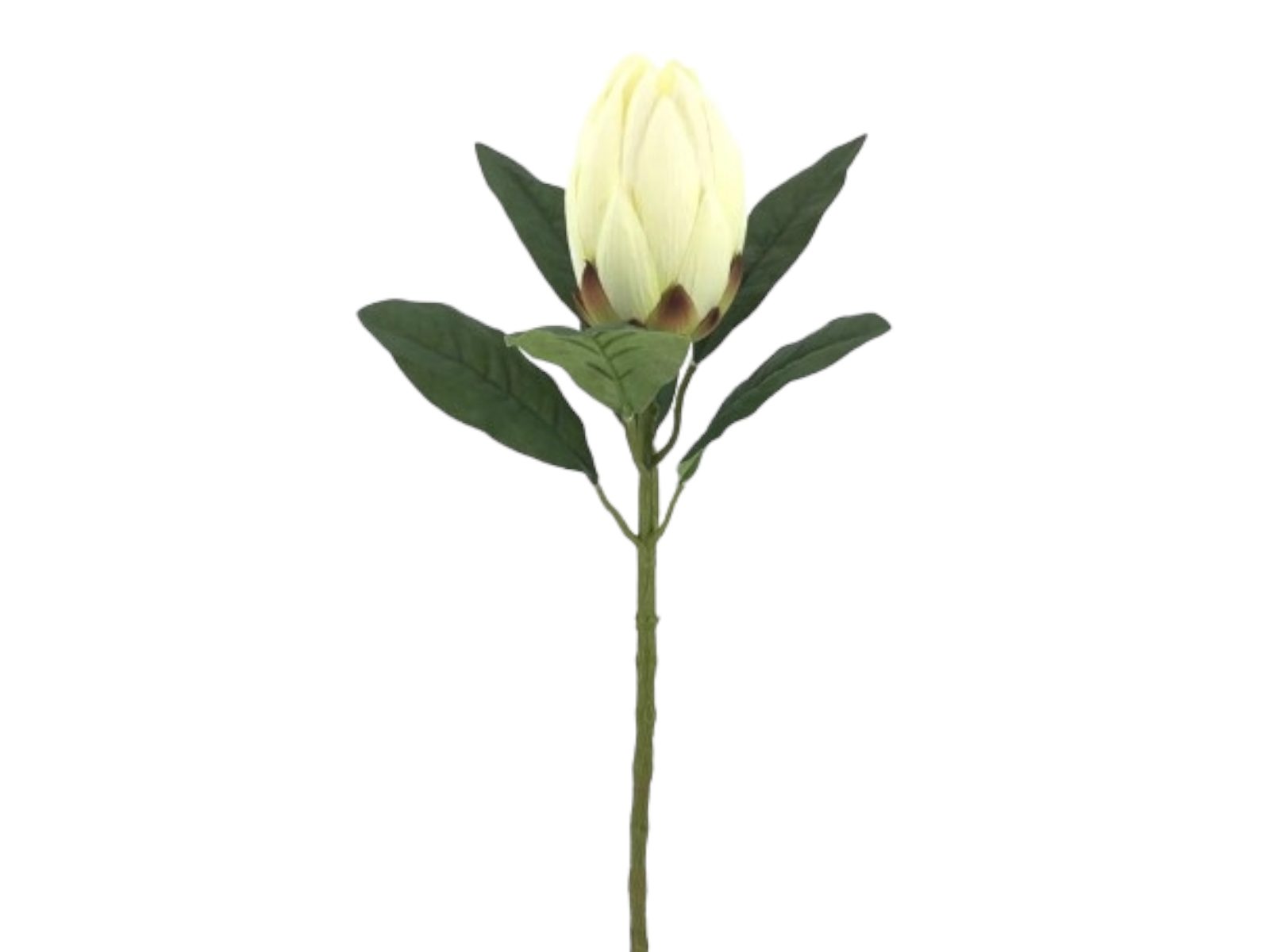 2505-01. ARTIFICIAL- PROTEA BRANCA - Image 1
