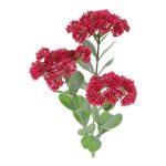 ARTIFICIAL- SEDUM