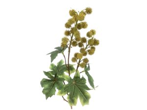 ARTIFICIAL- PE RICINUS