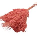 BROOMS BLOOMS