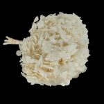 HORTENSIA PRESERVADA