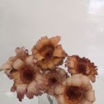 PROTEA ARROTOLATA 6UNID COR:ROSA