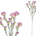 VARA CLAVELLINA FLOCADA X 5-59CM