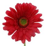 ARTIFICIAL- GERBERA