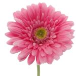 ARTIFICIAL- GERBERA