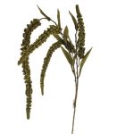 AMARANTHUS COLGANTE 40CMS-& - VERDE