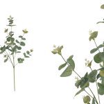 HASTE DE EUCALIPTO COR:VERDE