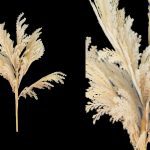 HASTE PAMPAS COR:CREME