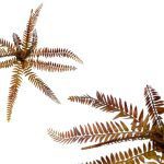 MOLHO FETOS CASTANHO