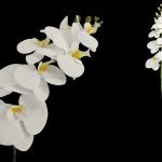 PHALENOPSIS T.N. 1,15 MTS X8 COR:BRANCO