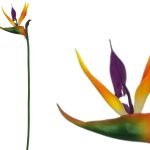 ARTIFICIAL-ESTRELICIA PEQ.