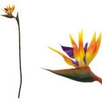 FLOR ARTIFICIAL ESTRELICIA GRD