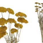 ACHILLEA