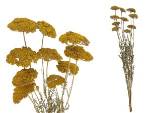 ACHILLEA