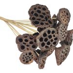 LOTUS DIA.3/5 MOLHO C/20UNID COR:NATURAL