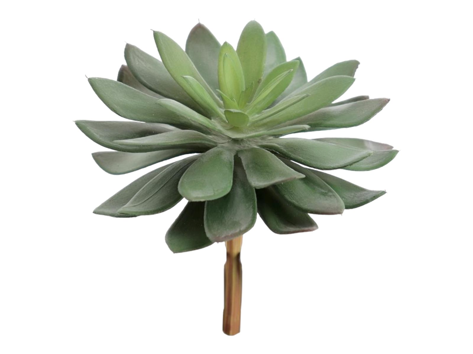 9742-09 SUCULENTA ECHEVERIA DEMESTIANA - Image 1