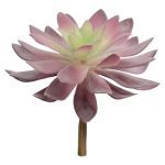 SUCULENTA ECHEVERIA DEMESTIANA