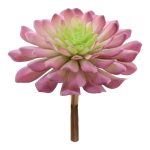 SUCULENTA ECHEVERIA ELEGANS